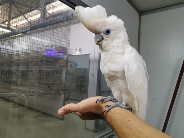 חוות תוכים, הפינה של חי - קקאדו האכלת יד — קקאדו דוקופס האכלת יד