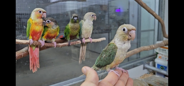 חוות תוכים, הפינה של חי, גרינצ'יקים — גרינצ'יק כחול האכלת יד