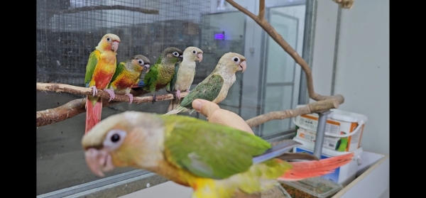 חוות תוכים, הפינה של חי, גרינצ'יקים — קוניור אננס