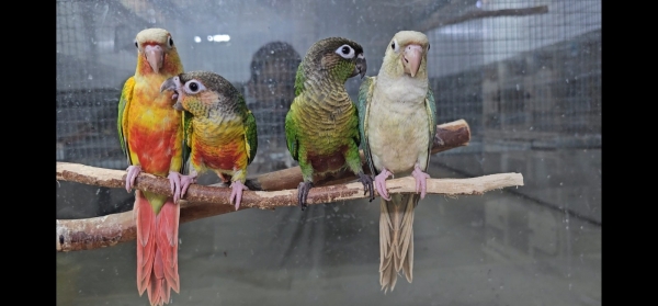 חוות תוכים, הפינה של חי, גרינצ'יקים — גרינצ'יקים בכל הצבעים