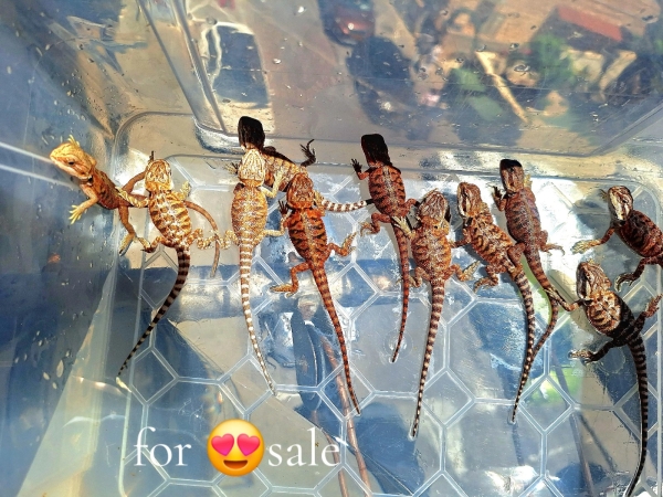 תמונה 5