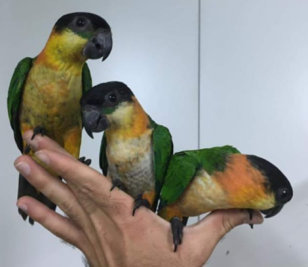 חוות תוכים, הפינה של חי - קאיק האכלת יד — קאיקים ראש שחור האכלת יד