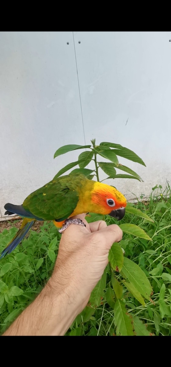חוות תוכים, הפינה של חי, קוניורים — סאן קוניור