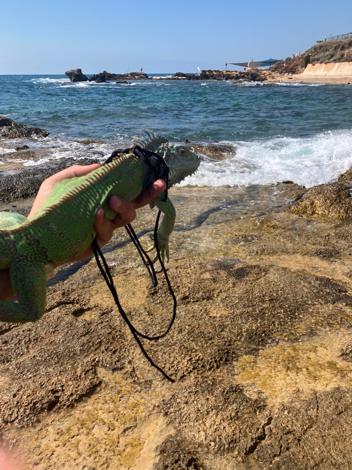 איגואנה נקבה מטילה — תמונה עדכנית