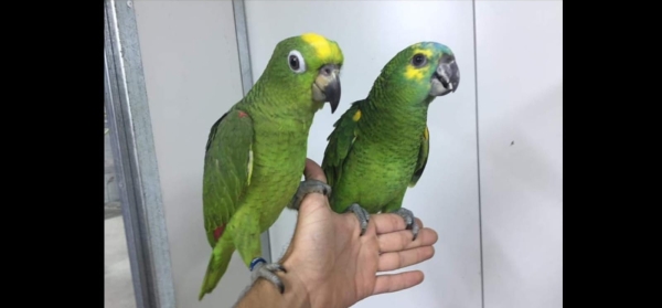 חוות תוכים, הפינה של חי - אמזונה האכלת יד — אמזונות מוחתמים