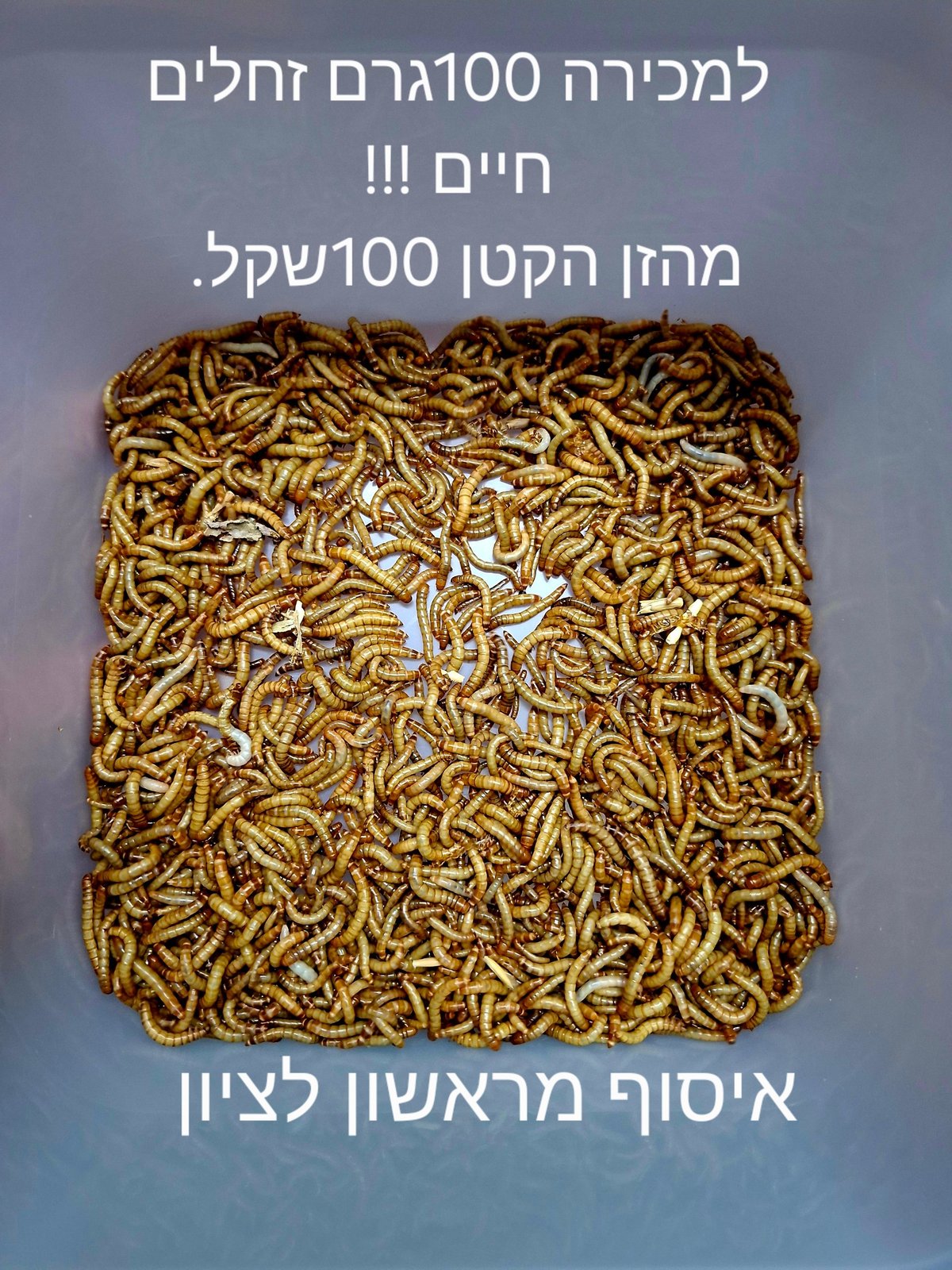 תמונה 2