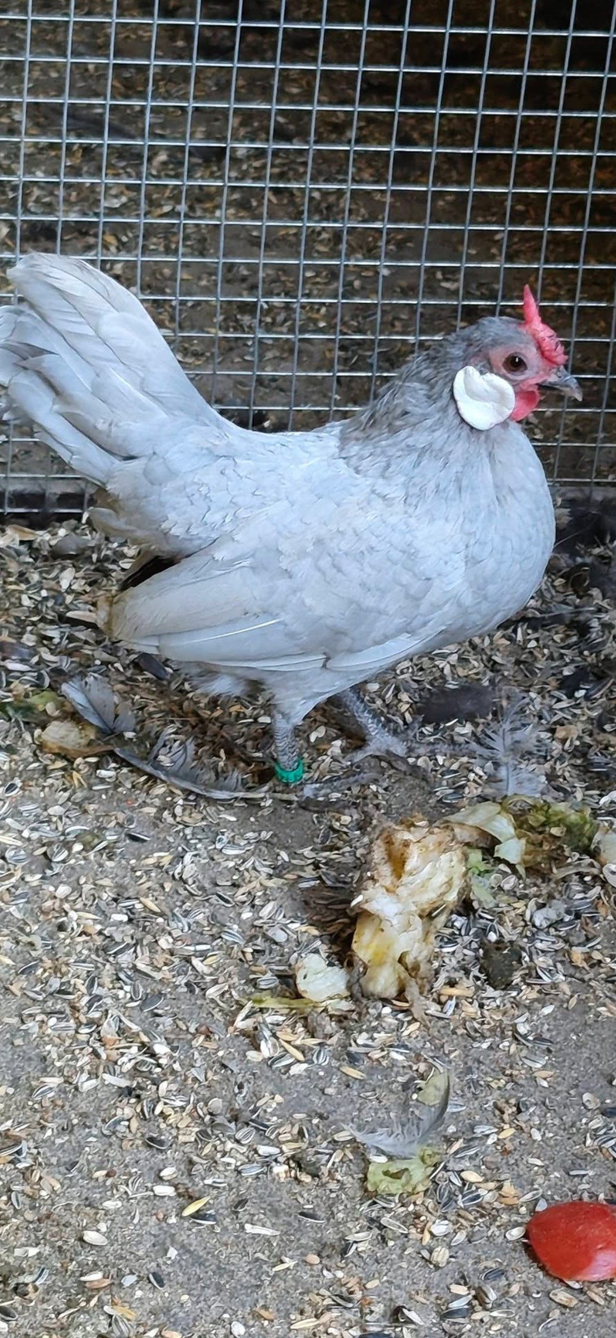 תמונה 1