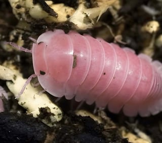 איזופודים Cubaris sp. Cherry blossom ועוד מינים נדירים למכירה