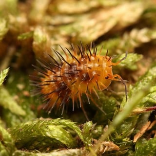 איזופודים Laureola sp. Durian spiky ועוד מינים נדירים למכירה