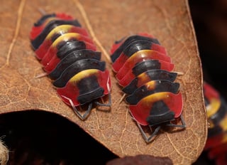 איזופודים Ardentiella sp. Blister ועוד מינים נדירים למכירה