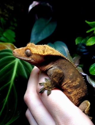 Crested Gecko קרסטד-שממיות מצייצת