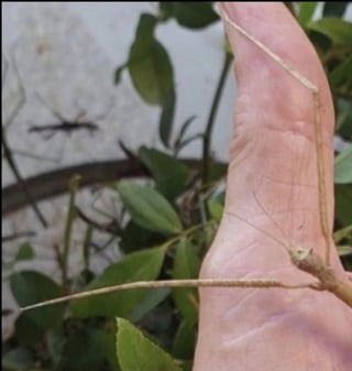 מקלונים יפיפיים