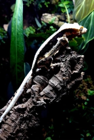Crested Gecko קרסטד-שממיות מצייצת