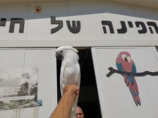 חוות תוכים, הפינה של חי - קקאדו האכלת יד