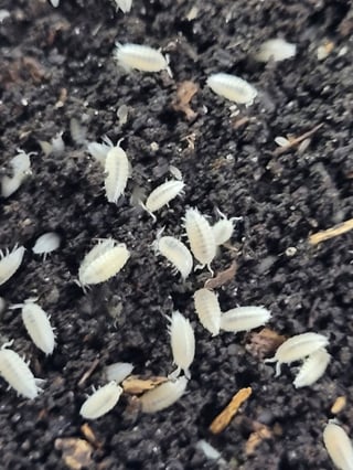 איזופודים לבנים גמדיים למכירה - Dwarf White Izopods - צוות נקיון יעיל לטרריום