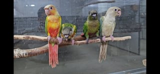 חוות תוכים, הפינה של חי, גרינצ'יקים