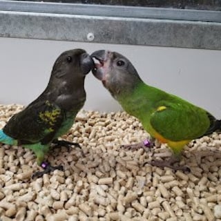 חוות תוכים, הפינה של חי, קוניורים