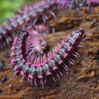 מרבה רגליים דרקון ורוד למכירה - רב רגל Pink Dragon Millipede - צוות נקיון יעיל לטרריום