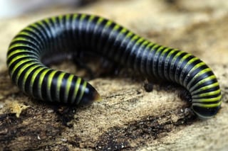 מרבה רגליים באמבלבי למכירה - רב רגל Bumblebee Millipede - צוות נקיון יעיל לטרריום