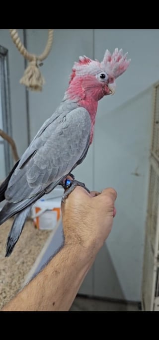 חוות תוכים, הפינה של חי - קקאדו גאלה האכלת יד