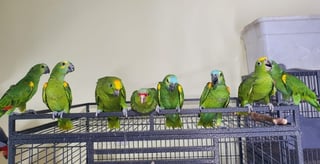 חוות תוכים, הפינה של חי - אמזונה האכלת יד