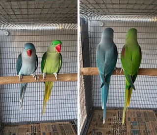 אלכסנדרין