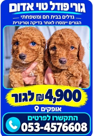כלב
