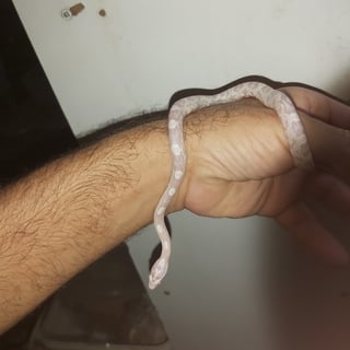 כרכן תירס
