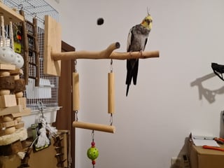 סטנדים מאקליפטוס עבודת יד עם נדנדה לתוכים נתלה על הכלוב