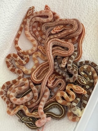 כרחני תירס מדהימים במחיר הכי זול בארץ