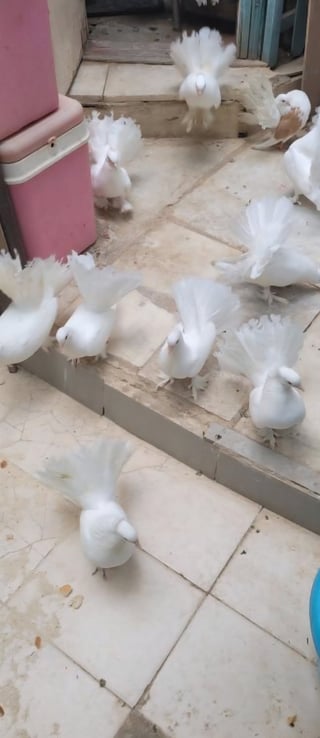 יונת טווס