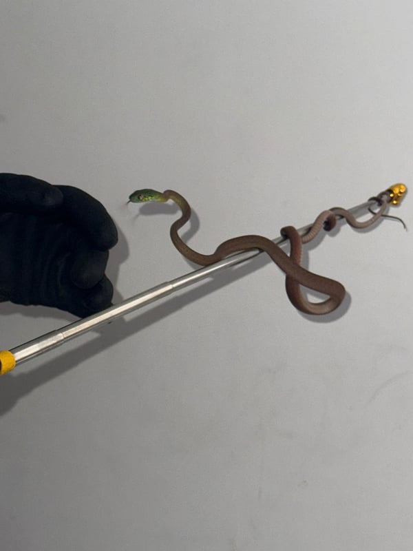 בל