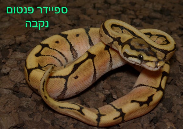 פיתון מתכדר במופע ספיידר פנטום