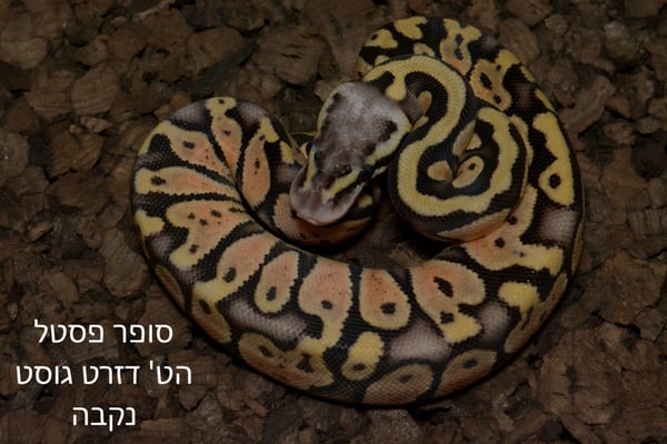 פיתון מתכדר נקבה במופע סופר פסטל הט' דזרט גוסט