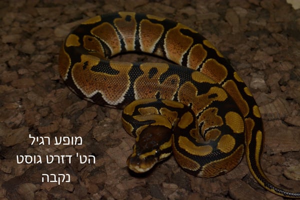 פיתון מתכדר