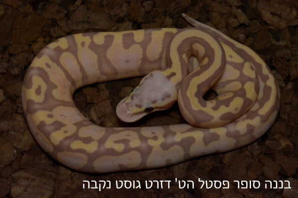 פיתון מתכדר נקבה במופע בננה סופר פסטל הט' דזרט גוסט