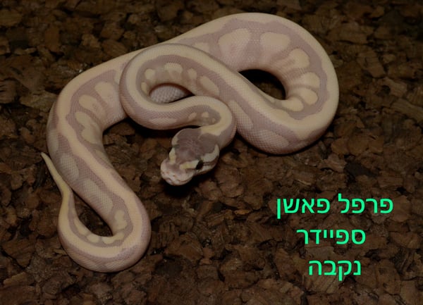 פיתון מתכדר פרפל פאשן ספיידר