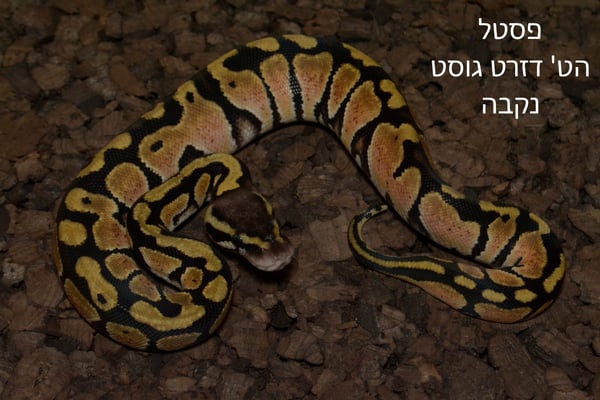 פיתון מתכדר נקבה פסטל הט' דזרט גוסט