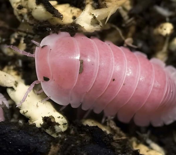 איזופודים Cubaris sp. Cherry blossom ועוד מינים נדירים למכירה