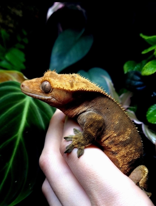 Crested Gecko קרסטד-שממיות מצייצת