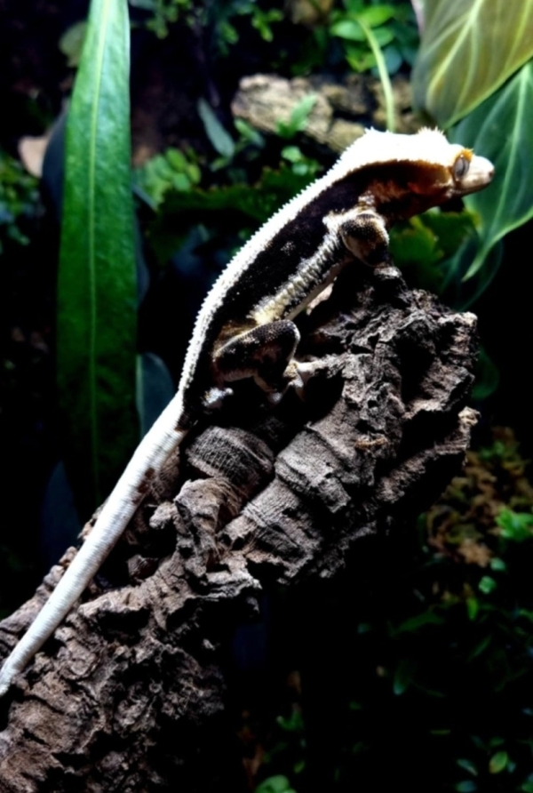 Crested Gecko קרסטד-שממיות מצייצת