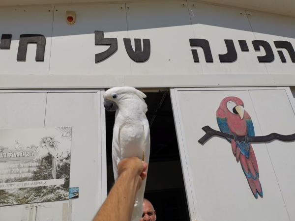 חוות תוכים, הפינה של חי - קקאדו האכלת יד