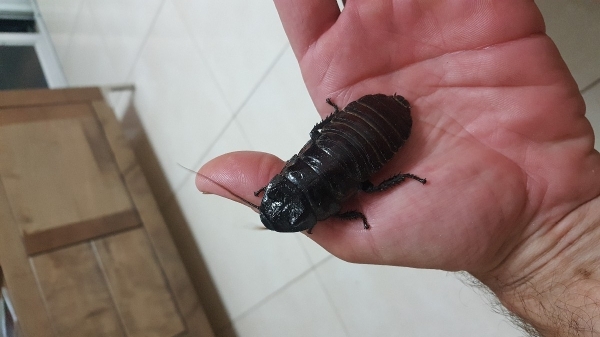 למכירה תיקנים לוחשים , מדגסקרים 
