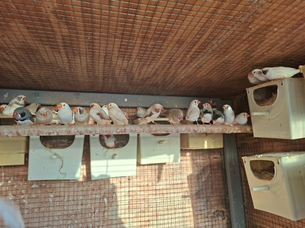פינקים 10 יחידות 300 שקל