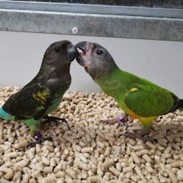 חוות תוכים, הפינה של חי, קוניורים