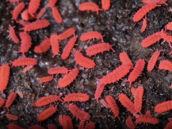 קולוניה ספרינגטיילס אדומים למכירה - Thai Red Springtails - צוות נקיון יעיל לטרריום