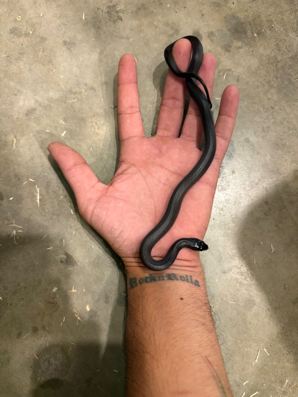 קינג מקסיקני