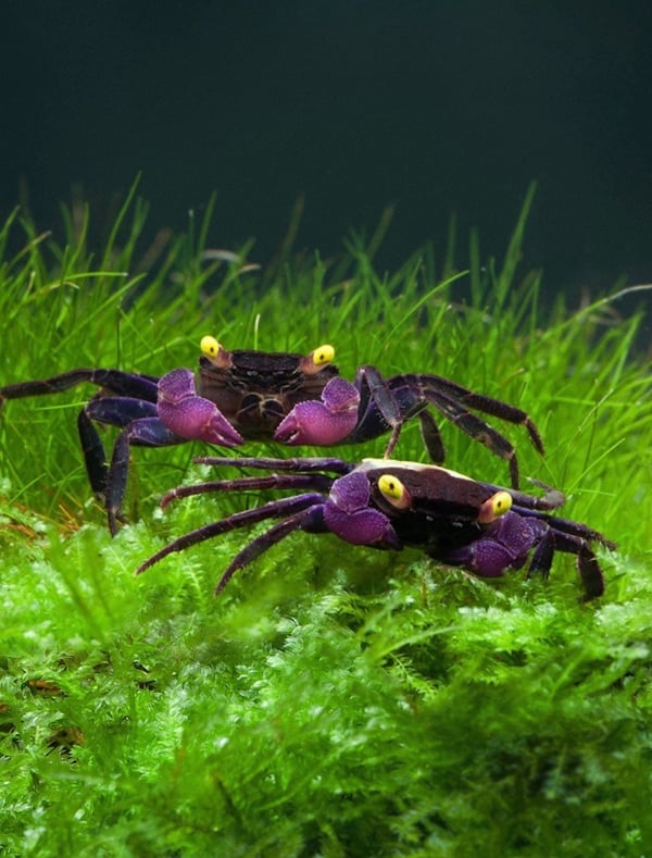 vampire crab geosesarma dennerle סרטני ערפד