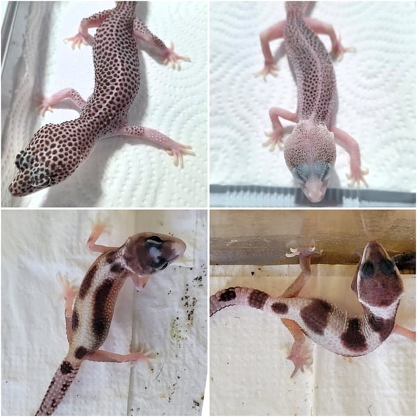 Leopard gecko שממית מנומרת