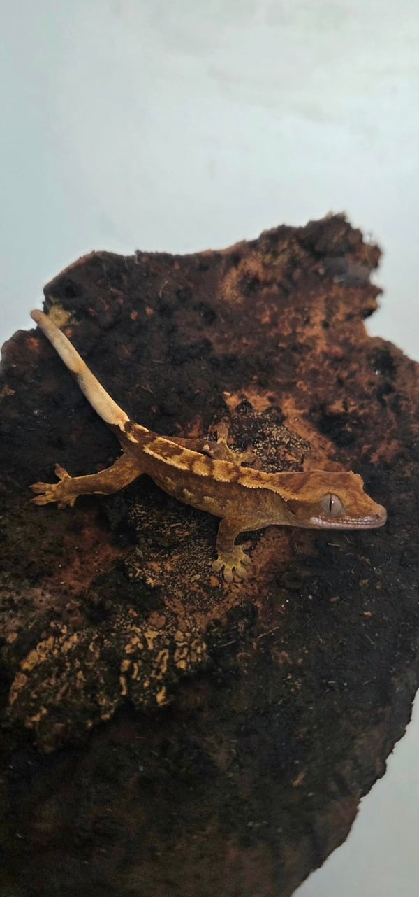 crested gecko קרסטד שממית מצייצת